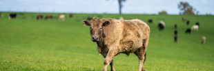 La viande bio peut-elle faire la différence ? La viande bio peut-elle faire la différence ?