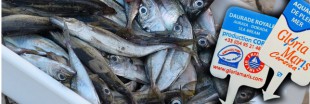 Où en est la fraude à l'étiquetage du poisson en France ?
