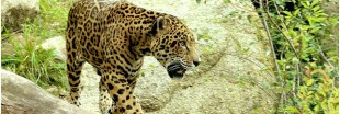 La disparition du jaguar met en danger la forêt d'Amazonie