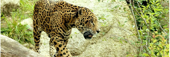 Brésil: la disparition du jaguar met en péril la forêt atlantique