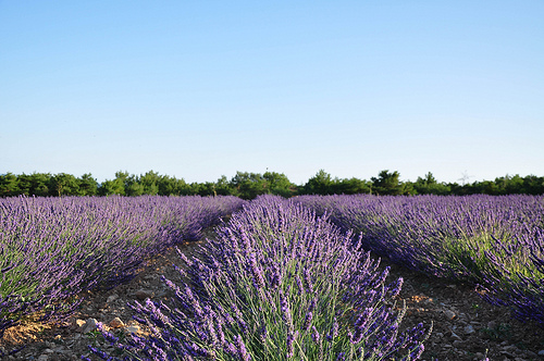 lavande tisane recette maison insomnie