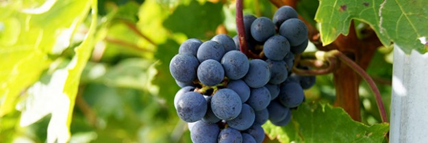 Épandage de pesticides obligatoire : le viticulteur bio condamné