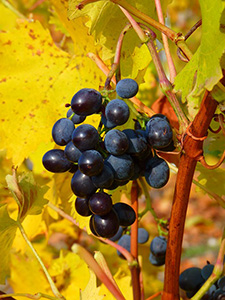 vin-vignoble-vigne-automne-feuilles-raisin