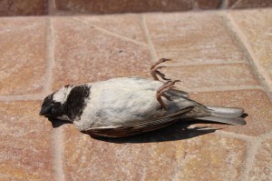 Oiseau mort