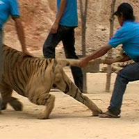 temple tigres : Care for the Wild