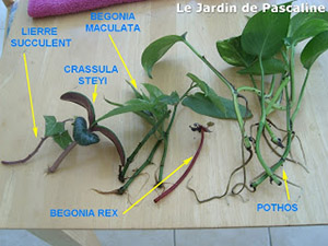 bouture begonia maculata