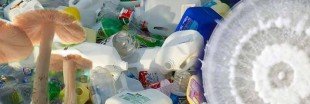 Découverte d'un champignon mangeur de plastique