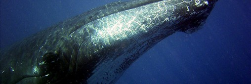 Le Japon va-t-il arrêter la chasse à la baleine ?