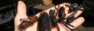 Entomophagie : à Angers, on va élever des insectes en masse