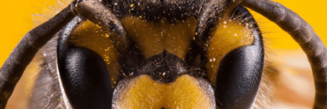 Découvrez le Festival du Film Vert et le prix Tournesol