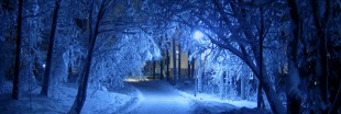 La Finlande, championne des bio-innovations issues de l'arbre