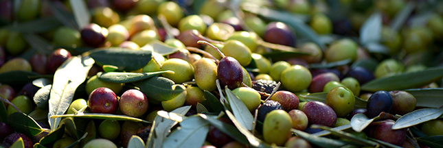 Le coup de coeur pour les phytostérols est-il justifié ?