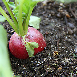 radis-legume-jardinage-potager