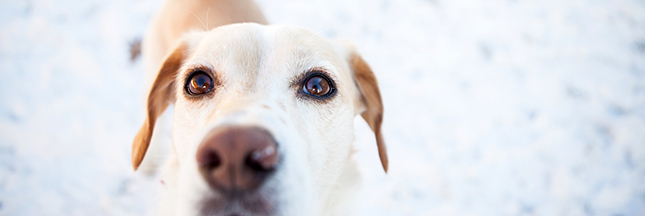 Le chien intelligent n’est pas un mythe, la preuve