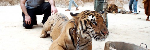 Le Temple des Tigres en Thaïlande au coeur de vives polémiques