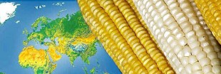 La culture des OGM recule dans le monde - vrai ou faux ?