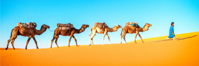 animaux dans le desert