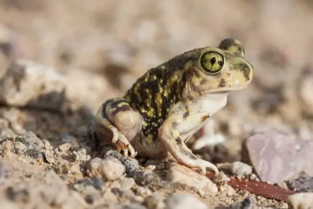 https://www.consoglobe.com/wp-content/uploads/2014/04/crapaud-pied-en-beche_shutterstock_582564229-e1513516998668.jpg.webp
