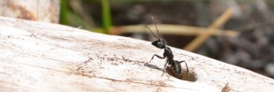 Je participe au recensement des fourmis avec AntArea