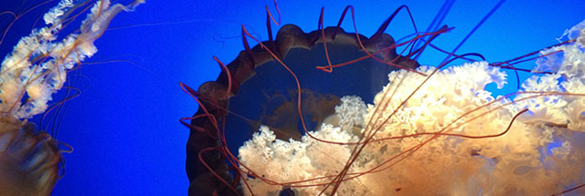 meduse-animal-mer-ocean-04-ban