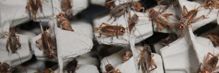 Micronutris, premier élevage d'insectes comestibles est français