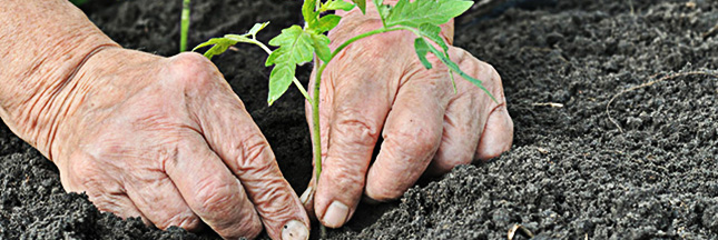 Plantes : que faire au jardin ce mois-ci ? la fiche pratique