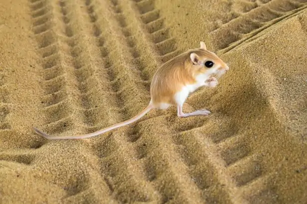 https://www.consoglobe.com/wp-content/uploads/2014/04/rat-kangourou_shutterstock_630048254-e1513513889515.jpg.webp https://www.consoglobe.com/wp-content/uploads/2014/04/rat-kangourou_shutterstock_630048254-e1513513889515.jpg.webp