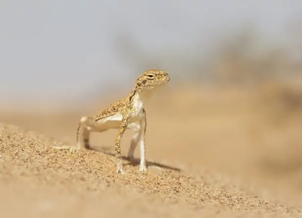 https://www.consoglobe.com/wp-content/uploads/2014/04/reptile-animaux-dans-le-desert_shutterstock_276820160-e1513512926686.jpg.webp https://www.consoglobe.com/wp-content/uploads/2014/04/reptile-animaux-dans-le-desert_shutterstock_276820160-e1513512926686.jpg.webp