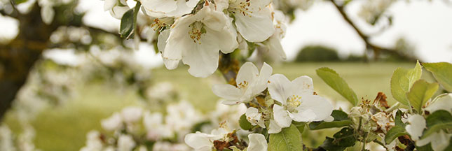 verger-pommier-arbre-fruitier-printemps-ban