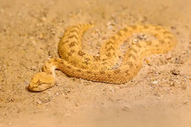 https://www.consoglobe.com/wp-content/uploads/2014/04/vipere-du-desert_shutterstock_716324767-e1513513298789.jpg.webp https://www.consoglobe.com/wp-content/uploads/2014/04/vipere-du-desert_shutterstock_716324767-e1513513298789.jpg.webp