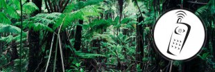 Pour sauver l'Amazonie, les arbres équipés de téléphones portables ! 