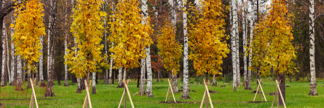 10 bonnes raisons de planter des arbres en France