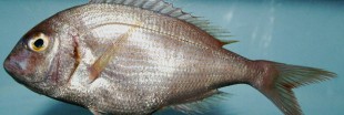 Le pagre, encore un poisson à éviter Le pagre, encore un poisson à éviter
