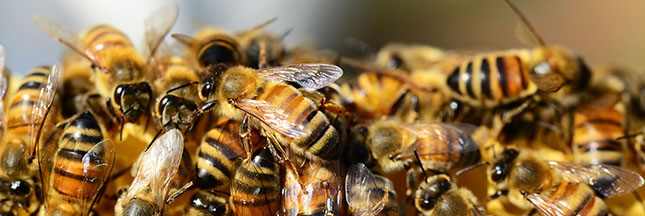 Des ruches sans miel à Dijon pour lutter contre la disparition des abeilles