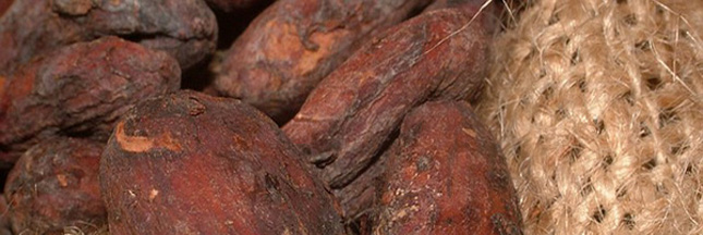 CCN-51 : le cacao hybride plébiscité pour faire face à la pénurie du chocolat