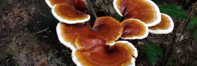 reishi