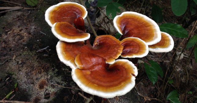 Le ganoderma (reishi) : un champignon méconnu aux mille vertus