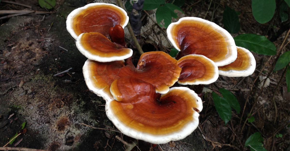 Le ganoderma (reishi) : un champignon méconnu aux mille vertus Le ganoderma (reishi) : un champignon méconnu aux mille vertus