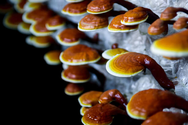 reishi