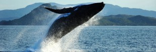 Islande ; 40% de la viande de baleine consommés par les touristes