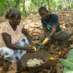 Petits producteurs cacao