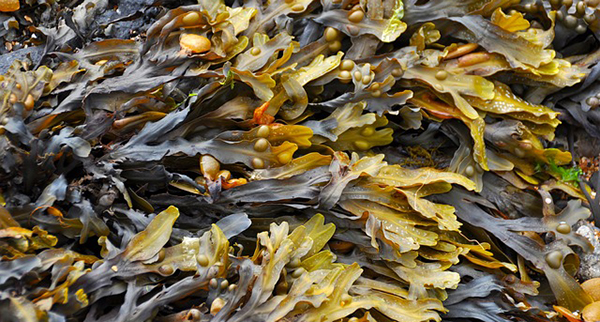 aingénieur, bretagne, algues-mer-plage-ocean-01