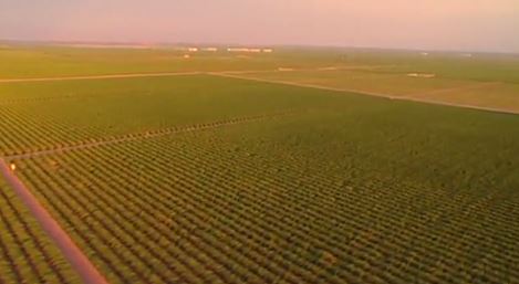 mono-culture-pistaches