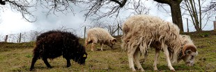 Eco-pâturage : les moutons broutent vos gazons