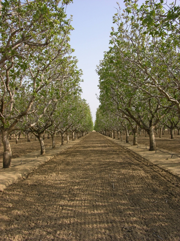 pistachiers-californie