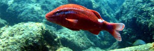 Alerte ! forte raréfaction du poisson en Manche et Mer du Nord Alerte ! forte raréfaction du poisson en Manche et Mer du Nord