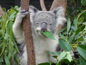 Eucalyptus koala