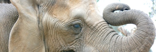 6 défenses d’éléphant maquillées saisies à Roissy