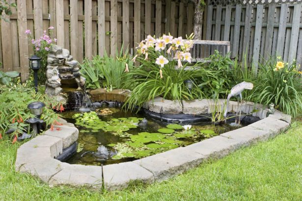 Jardin écologique. Comment créer une mare naturelle ?