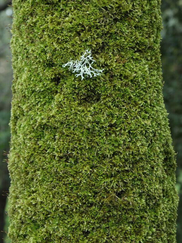 mousses et lichens